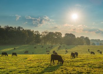 How To Choose The Best Beef Liver Supplement