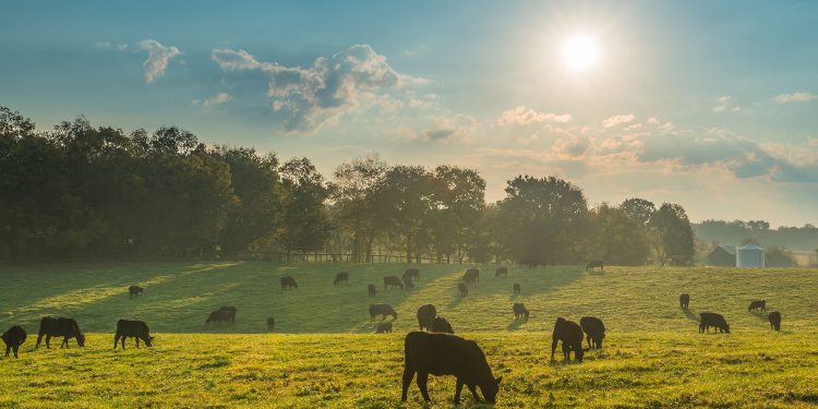 How To Choose The Best Beef Liver Supplement