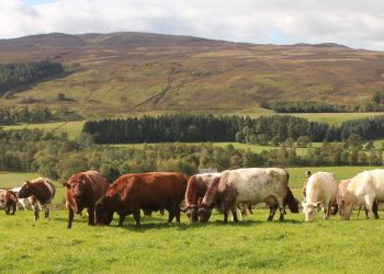 Shorthorn cows