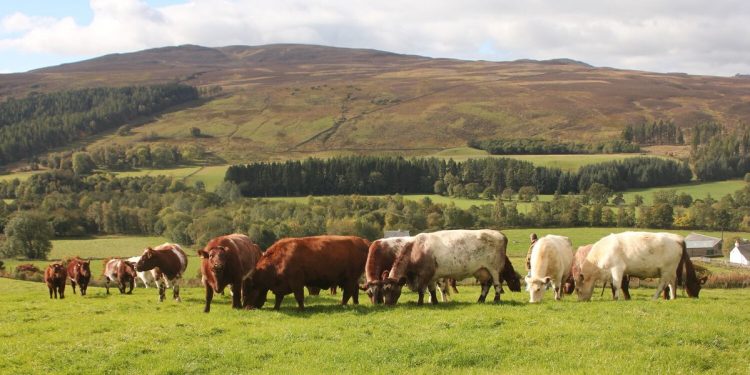 Shorthorn cows