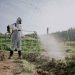 The benefits of going glyphosate-free