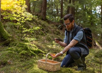 Reishi Mushroom Benefits & Uses