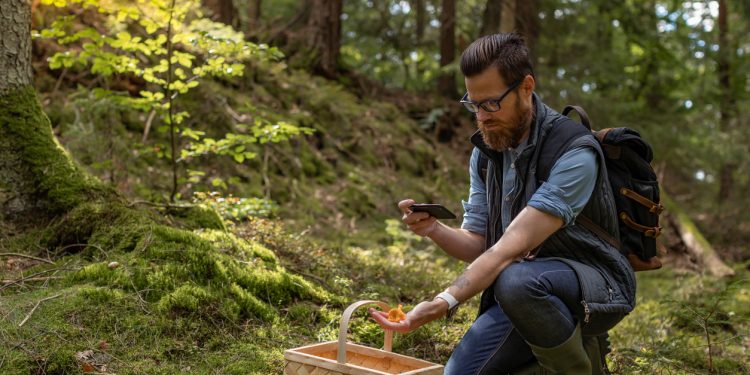 Reishi Mushroom Benefits & Uses