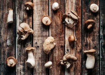 Reishi Mushroom Benefits & Uses