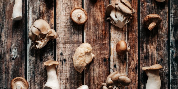 Reishi Mushroom Benefits & Uses