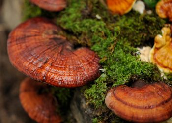 Reishi Mushroom Benefits & Uses
