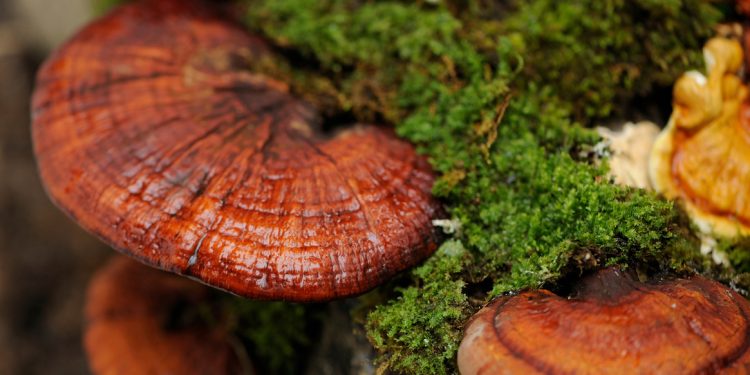 Reishi Mushroom Benefits & Uses