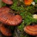 Reishi Mushroom Benefits & Uses