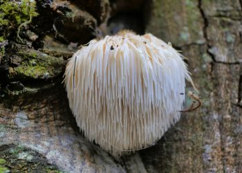 Reishi Mushroom Benefits & Uses