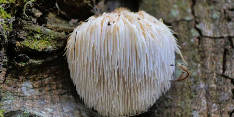 Reishi Mushroom Benefits & Uses