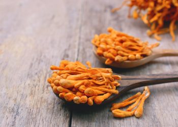 Reishi Mushroom Benefits & Uses