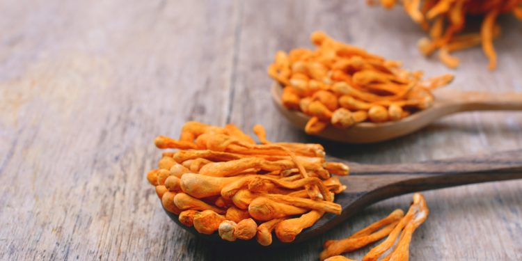 Reishi Mushroom Benefits & Uses