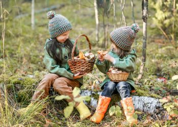 Reishi Mushroom Benefits & Uses