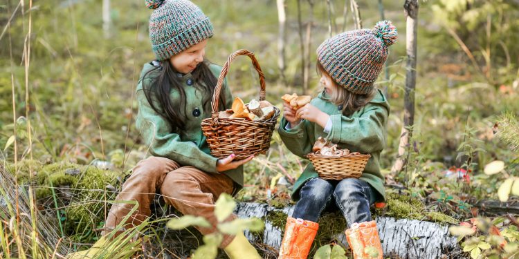 Reishi Mushroom Benefits & Uses